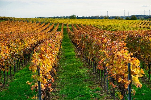 Descărcare gratuită Grapevine Field Autumn - fotografie sau imagine gratuită pentru a fi editată cu editorul de imagini online GIMP