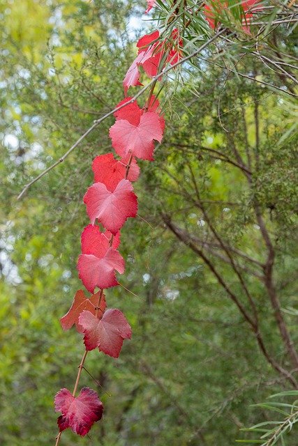 Free download Grape Vine Leaf Autumn -  free photo or picture to be edited with GIMP online image editor