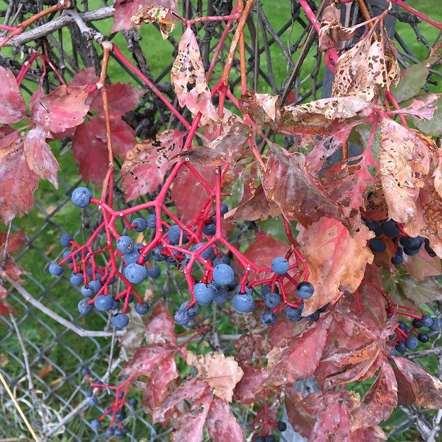 Скачать бесплатно Grapevine Red Leaves Autumn - бесплатное фото или изображение для редактирования с помощью онлайн-редактора GIMP