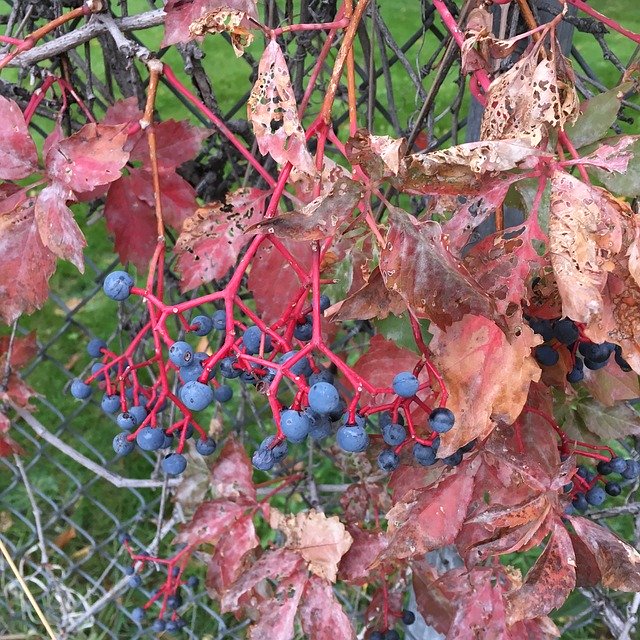 Free download Grapevine Red Leaves Autumn -  free photo or picture to be edited with GIMP online image editor