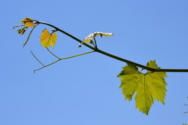Free picture Grapevine Vine Wine -  to be edited by GIMP free image editor by OffiDocs