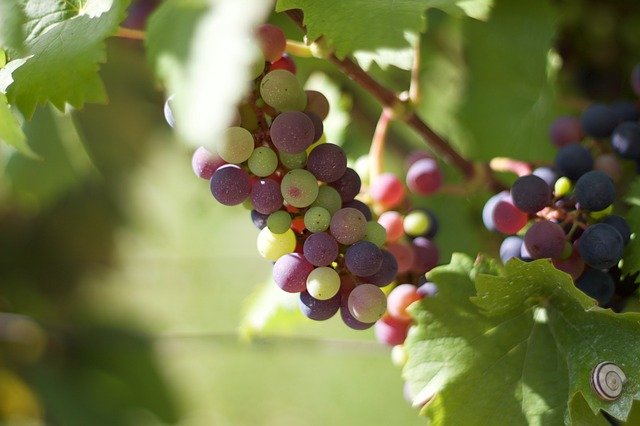 Descărcare gratuită Grape Wine - fotografie sau imagini gratuite pentru a fi editate cu editorul de imagini online GIMP