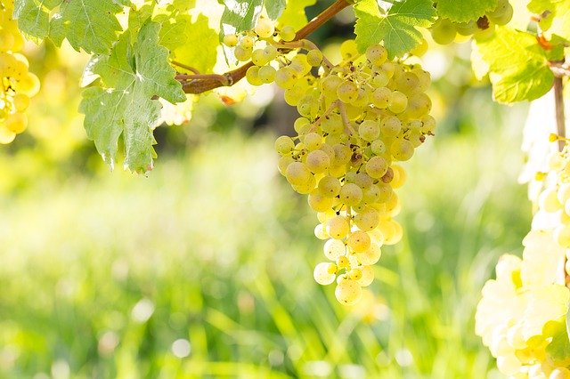 Free download Grape Wine Vine -  free photo or picture to be edited with GIMP online image editor