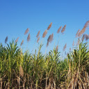 Grass and blue sky  screen for extension Chrome web store in OffiDocs Chromium