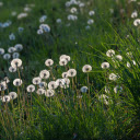 Grass and Dandelions  screen for extension Chrome web store in OffiDocs Chromium