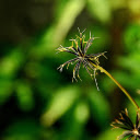 Grass and flower seeds  screen for extension Chrome web store in OffiDocs Chromium