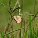 Grass and insects  screen for extension Chrome web store in OffiDocs Chromium