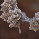 Grass and snowflakes  screen for extension Chrome web store in OffiDocs Chromium