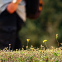 Grass and trees along the road  screen for extension Chrome web store in OffiDocs Chromium