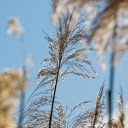 Grass and trees are good for roofing  screen for extension Chrome web store in OffiDocs Chromium