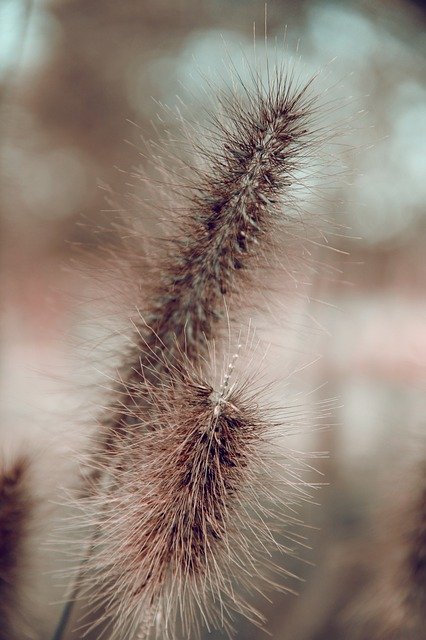 ดาวน์โหลดเทมเพลตรูปภาพ Grass Autumn Nature ฟรีเพื่อแก้ไขด้วยโปรแกรมแก้ไขรูปภาพออนไลน์ GIMP