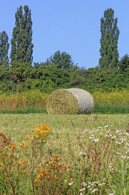 Free download Grass Bales Agriculture Bale Round -  free photo or picture to be edited with GIMP online image editor