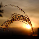 Grass before sunset  screen for extension Chrome web store in OffiDocs Chromium
