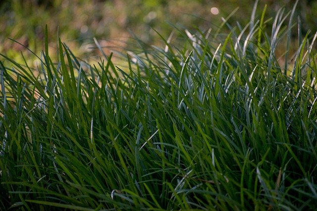 Download gratuito Grass Blade Nature - foto o immagine gratuita da modificare con l'editor di immagini online di GIMP