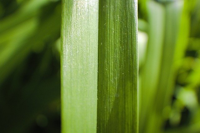 Free download Grass Blade Of Plant -  free photo or picture to be edited with GIMP online image editor