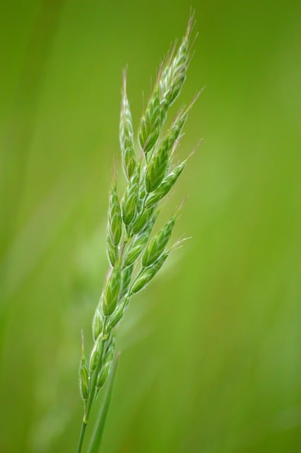 Free download grass blades of grass grasses free picture to be edited with GIMP free online image editor