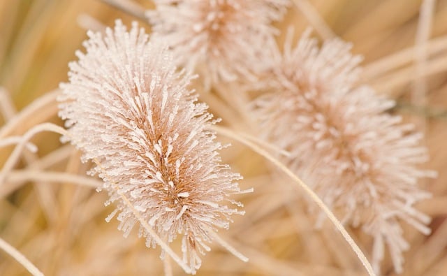 Free download grass blades of grass hd wallpaper free picture to be edited with GIMP free online image editor