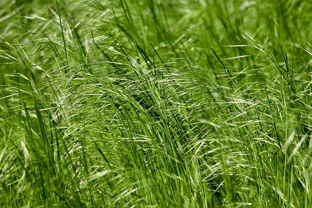 Free download grass blades of grass meadow green free picture to be edited with GIMP free online image editor