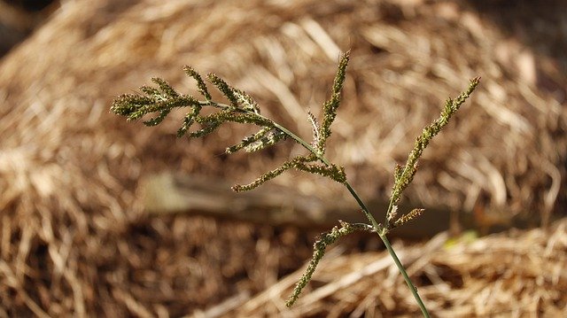 Free download Grass Blade Summer -  free photo or picture to be edited with GIMP online image editor