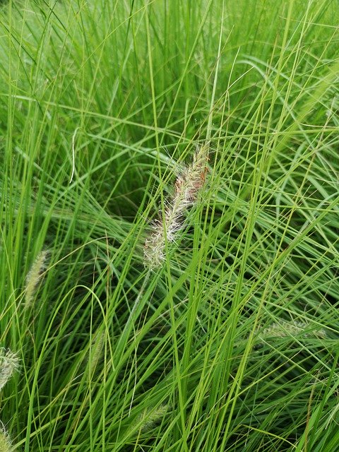 ດາວໂຫຼດຟຣີ Grass Bloom Bloom - ຮູບພາບຫຼືຮູບພາບທີ່ບໍ່ເສຍຄ່າເພື່ອແກ້ໄຂດ້ວຍຕົວແກ້ໄຂຮູບພາບອອນໄລນ໌ GIMP