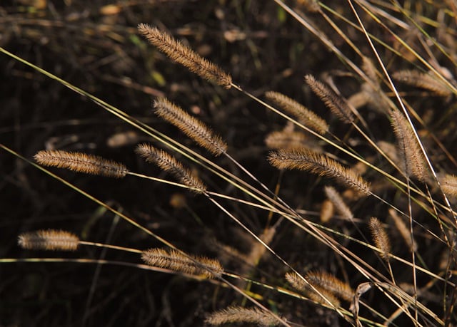 Free download grass catkins meadow wild nature free picture to be edited with GIMP free online image editor