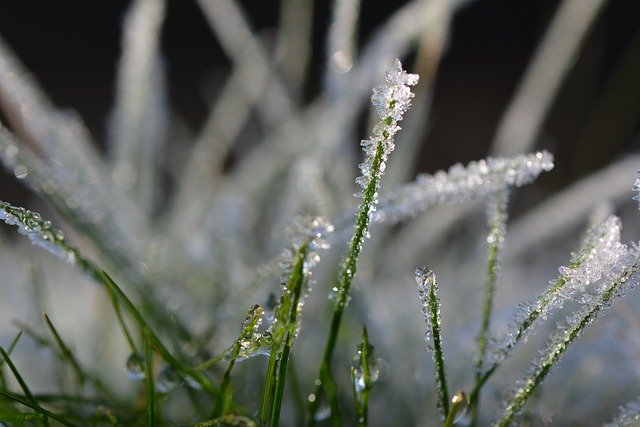 دانلود رایگان Grass Cold Winter - عکس یا تصویر رایگان قابل ویرایش با ویرایشگر تصویر آنلاین GIMP