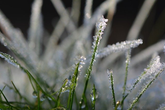 Free download Grass Cold Winter -  free photo or picture to be edited with GIMP online image editor