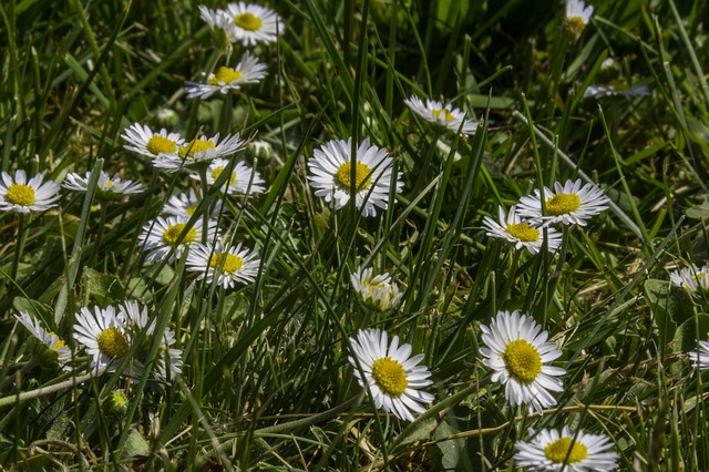 Muat turun percuma rumput daisy makro hijau jika kuning gambar percuma untuk diedit dengan editor imej dalam talian percuma GIMP