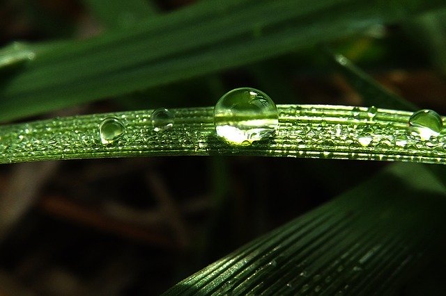 Free download Grass Dew-Drop -  free photo or picture to be edited with GIMP online image editor