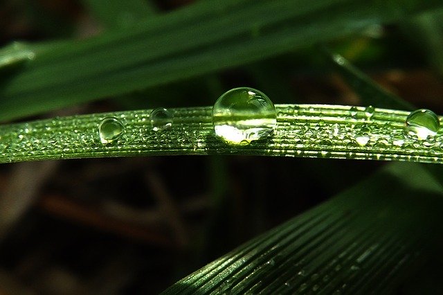 免费下载 Grass Dew-Drop - 使用 GIMP 在线图像编辑器编辑的免费照片或图片