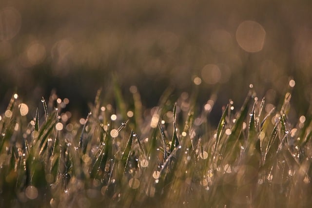 Free download grass dewdrops bokeh sunrise free picture to be edited with GIMP free online image editor