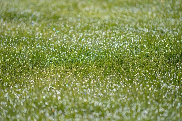 Free download grass dewdrops morning dew free picture to be edited with GIMP free online image editor