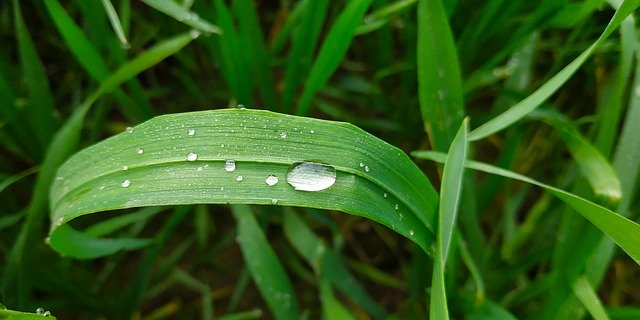 বিনামূল্যে ডাউনলোড করুন গ্রাস ডিউ গ্রিন - বিনামূল্যে ছবি বা ছবি GIMP অনলাইন ইমেজ এডিটর দিয়ে সম্পাদনা করতে হবে