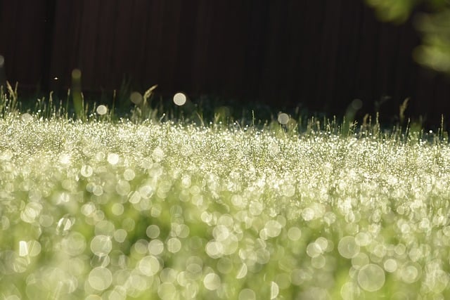 Free download grass dew macro green bokeh free picture to be edited with GIMP free online image editor