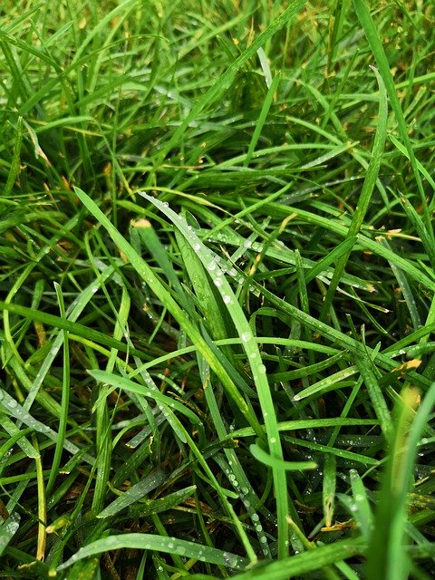 Free picture Grass Dew Nature -  to be edited by GIMP free image editor by OffiDocs