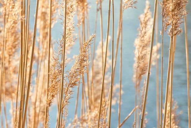 Free download grass dried grass halm hd wallpaper free picture to be edited with GIMP free online image editor
