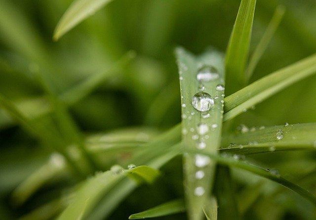 Free download Grass Drip Nature -  free photo or picture to be edited with GIMP online image editor
