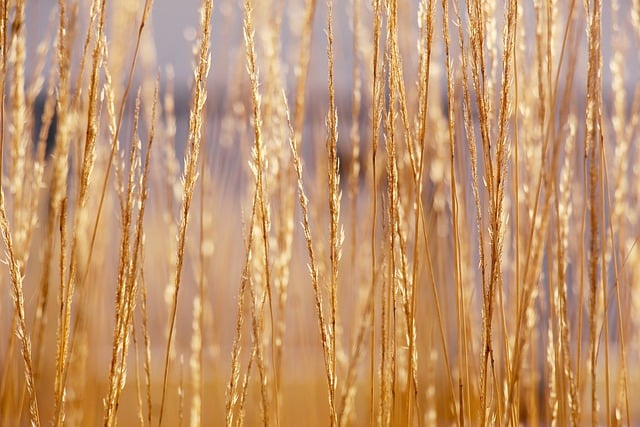 Free download grass dry autumn field rural free picture to be edited with GIMP free online image editor