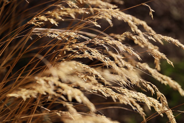 Free download grass dry grass grass flower dried free picture to be edited with GIMP free online image editor