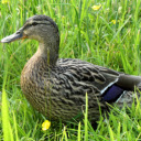 Grass duck on grass field  screen for extension Chrome web store in OffiDocs Chromium