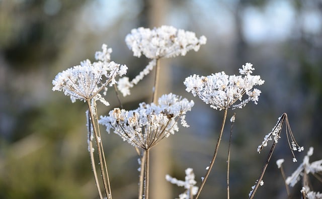 Free download grasses frost ice crystals winter free picture to be edited with GIMP free online image editor