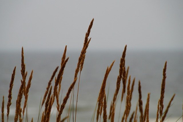 Free download Grasses Wind Nature Baltic -  free photo or picture to be edited with GIMP online image editor