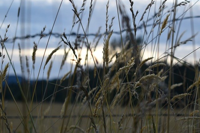 Free download Grass Fence Wire -  free photo or picture to be edited with GIMP online image editor