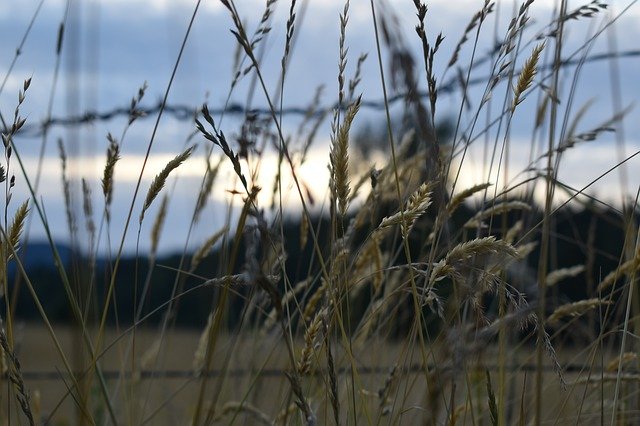 Unduh gratis Grass Fence Wire - foto atau gambar gratis untuk diedit dengan editor gambar online GIMP