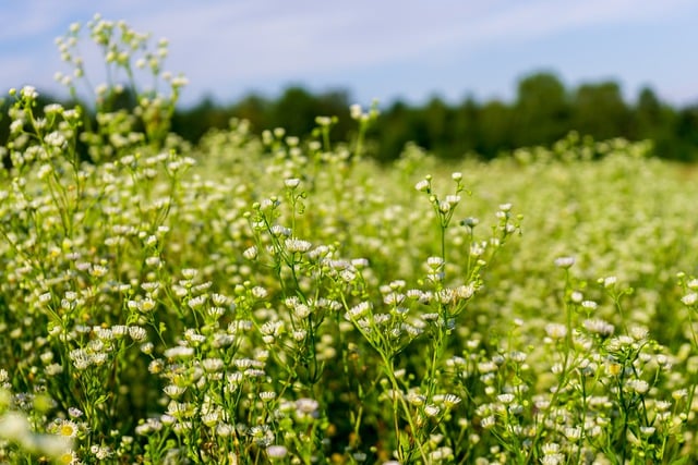 Descargue gratis la imagen gratuita de flores de campo de hierba que florece para editar con el editor de imágenes en línea gratuito GIMP
