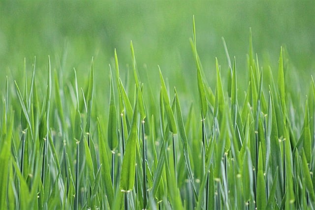 Free download grass field growth agriculture free picture to be edited with GIMP free online image editor
