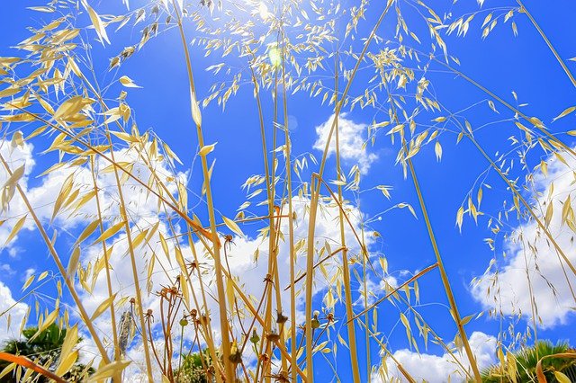 Free graphic grass field petals sky clouds to be edited by GIMP free image editor by OffiDocs