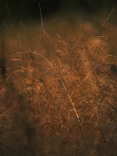 Free download grass field sunlight seed autumn free picture to be edited with GIMP free online image editor