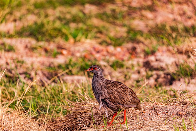 Free download grass field wilderness wild animals free picture to be edited with GIMP free online image editor