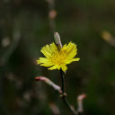 Grass Flower  screen for extension Chrome web store in OffiDocs Chromium